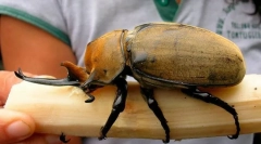 Koji je insekt najveći?